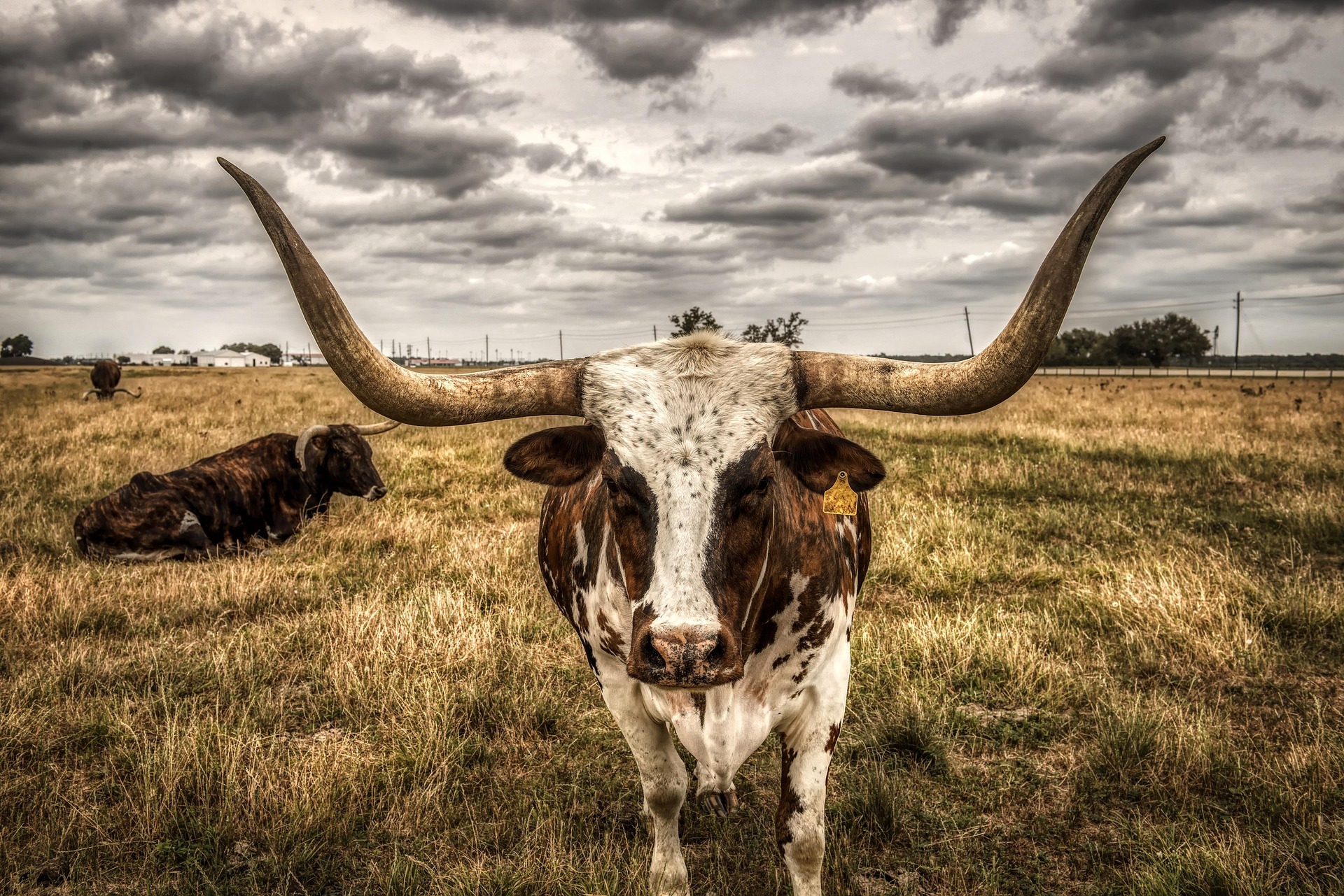 Texas longhorn steer standing in a pasture at sunset